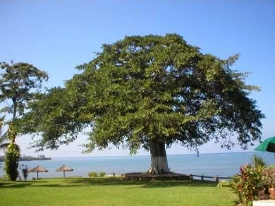 arbol a la orilla del  mar