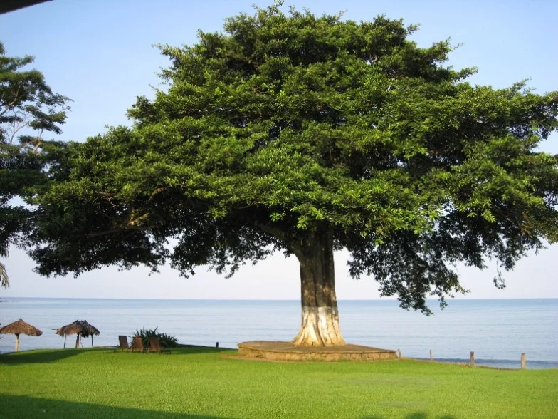 Arbol Paraiso Miramar en San Blas